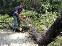 Best Tree Trimming and Pruning  in Hanamaulu, HI