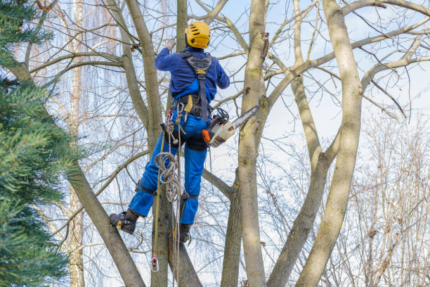 Best Arborist Consultation Services  in Hanamaulu, HI