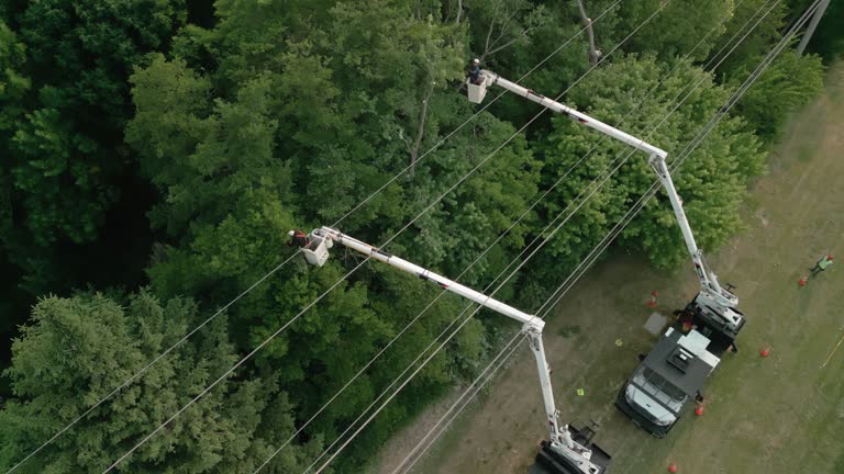 How Our Tree Care Process Works  in  Hanamaulu, HI