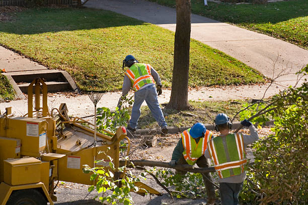 Best Fruit Tree Pruning  in Hanamaulu, HI