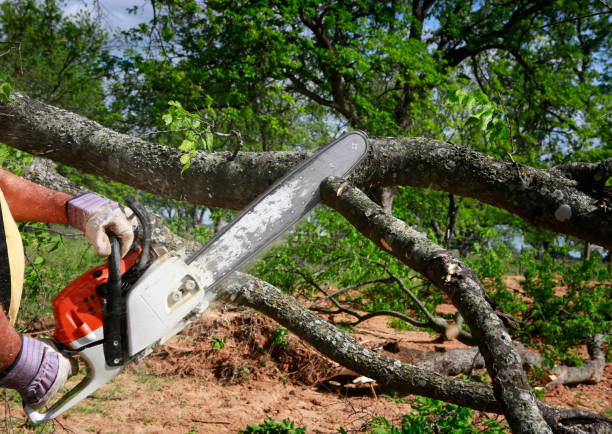 Hanamaulu, HI Tree Removal Company